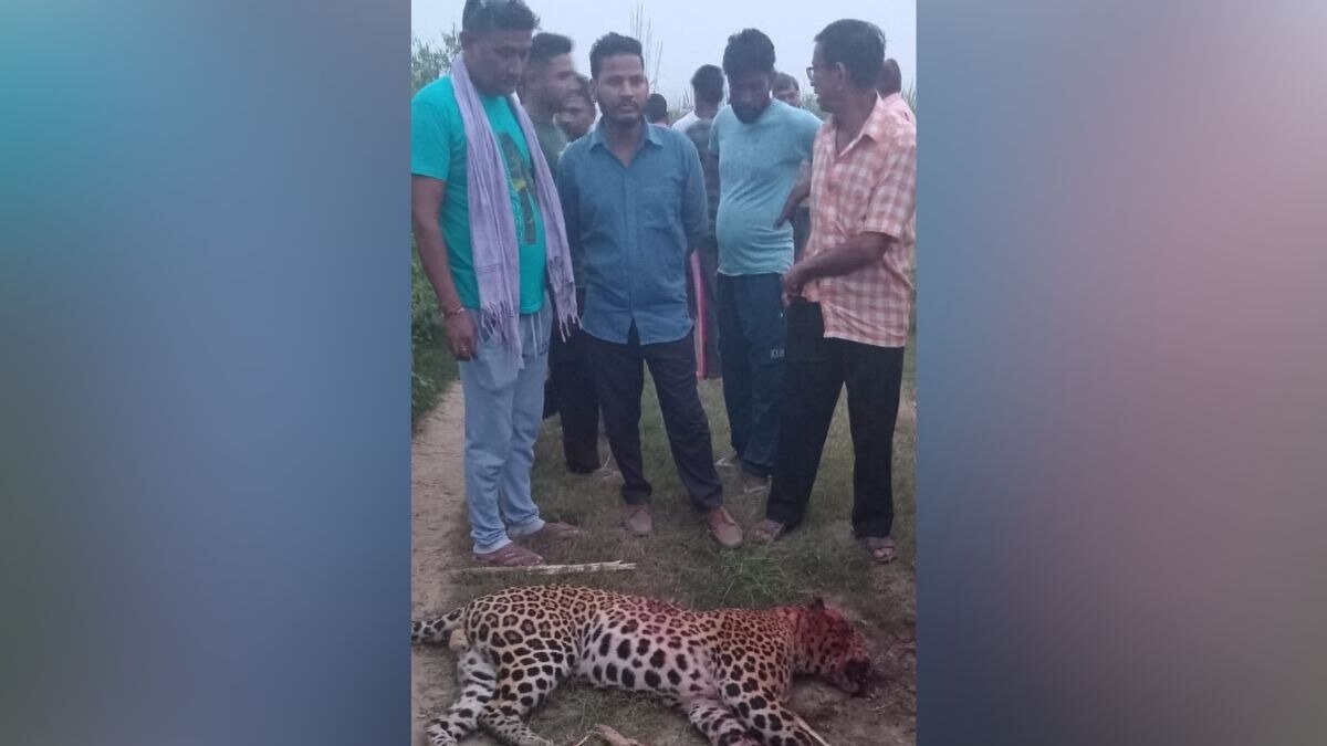 गुलदार को डंडे से मार गिराया.