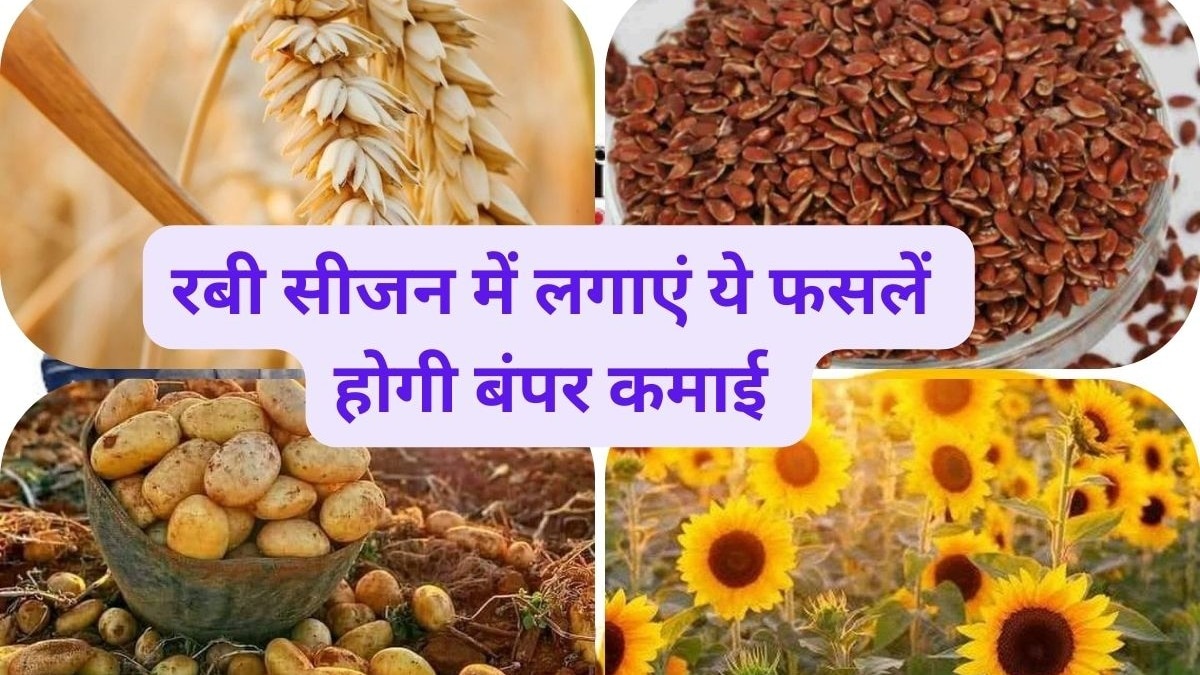 Rabi Crops