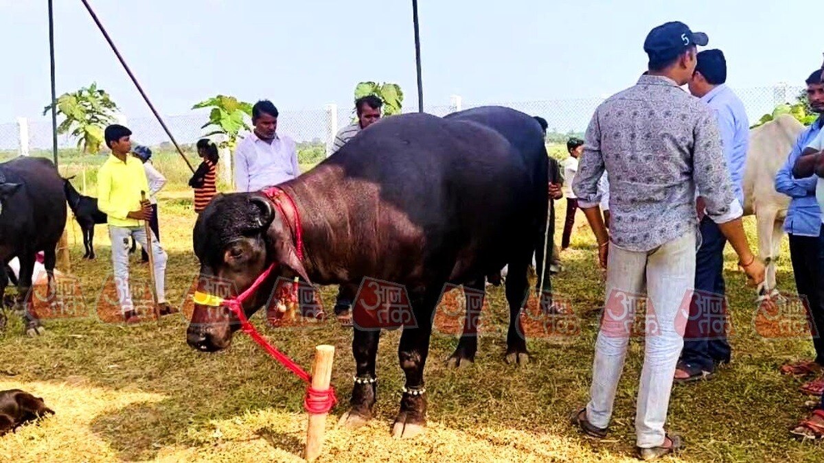 बांदा कृषि मेले में आया महंगा भैंसा. (फोटो:aajtak)