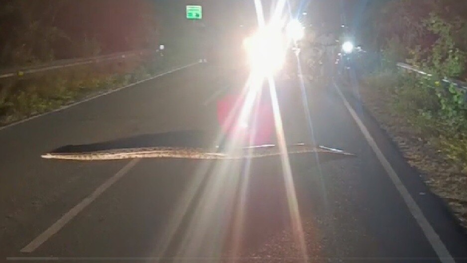 ...अचानक सड़क पर आ गया विशालकाय अजगर, डर से रुक गए लोग- Video