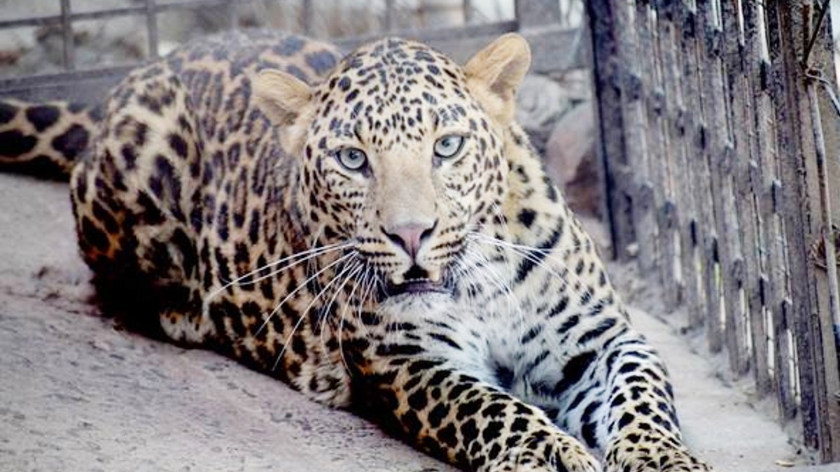 नर तेंदुए शावक ‘वीर’ की हुई मृत्यु.