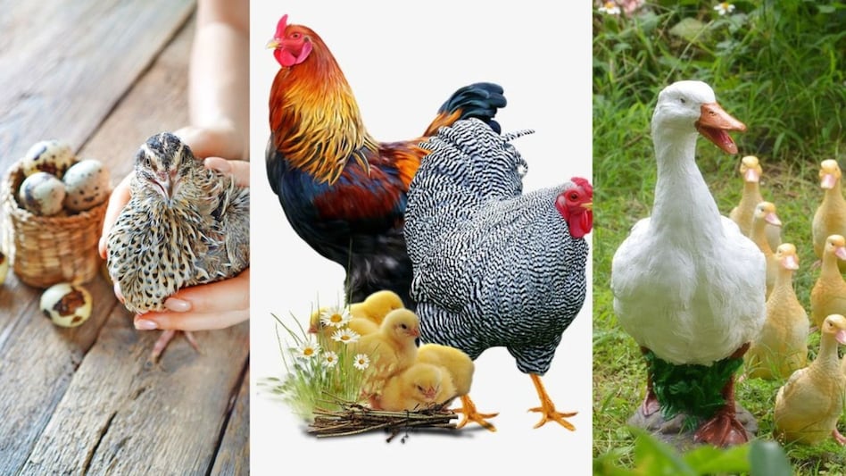 Bird Poultry Bird Poultry