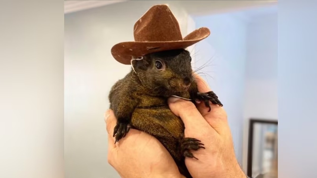 Peanut the Squirrel