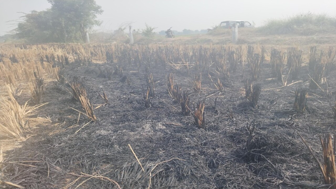 दिल्ली में पराली जलाने की बजाए गलाने का प्रयोग हुआ फ्लॉप? जानें रियलिटी चेक में क्या मिला - Did experiment of decomposing stubble instead of burning it in Delhi fail Know what