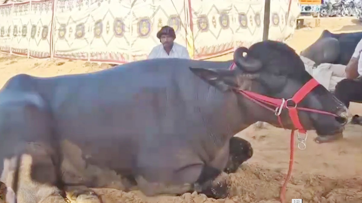 23 करोड़ का भैंसा बना आकर्षण का केंद्र