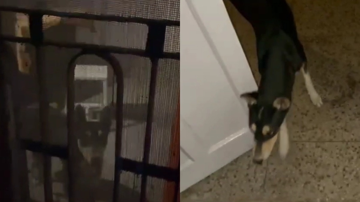 वीडियो वायरल.