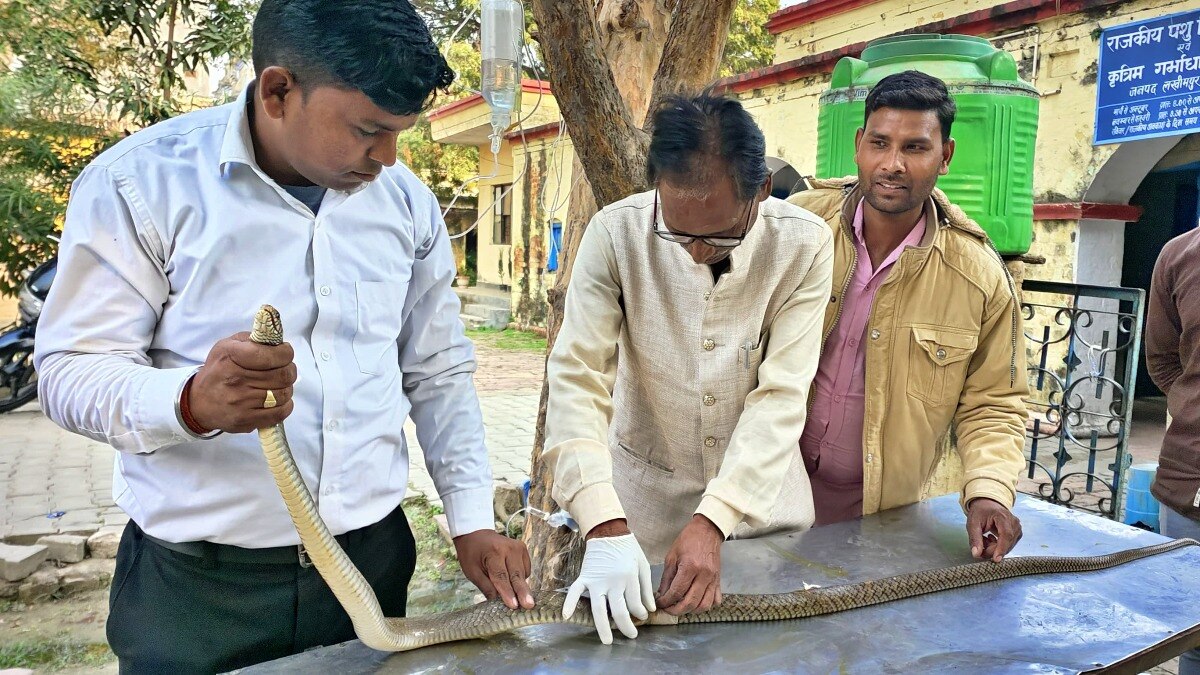 घायल सांप का इलाज 