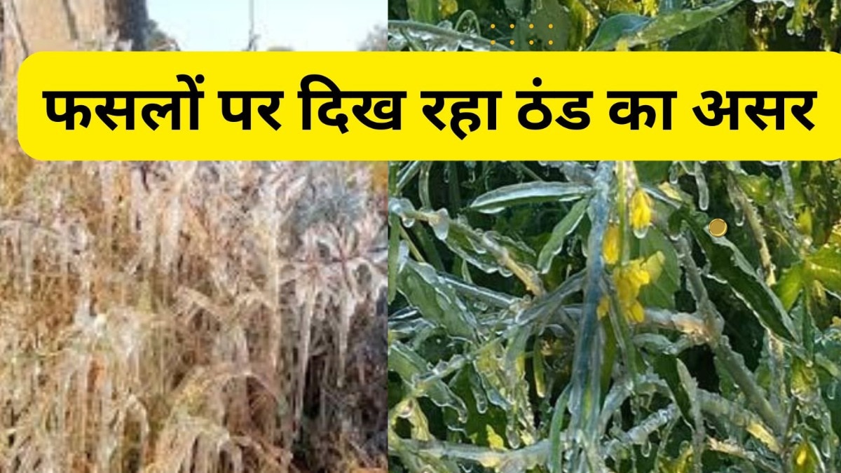 Cold Wave in Rajasthan