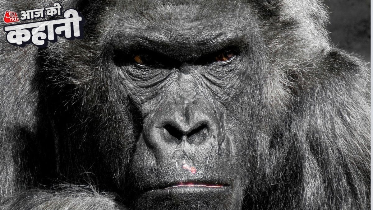 कैद में जन्म लेने वाली पहली गोरिल्ला