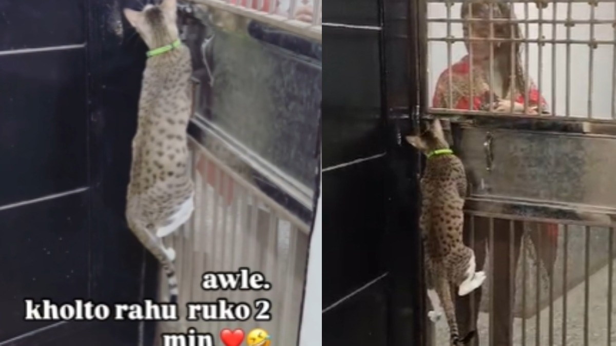 वायरल वीडियो.