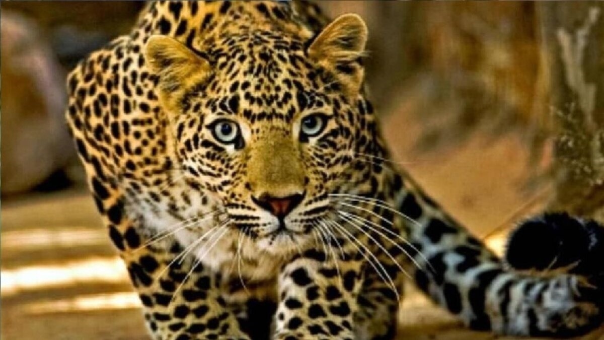 बिजनौर में एक घर में घुसा गुलदार (सांकेतिक तस्वीर)