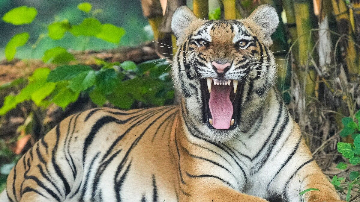 घर में शेर-चीता पालने को मिली कानूनी मंजूरी