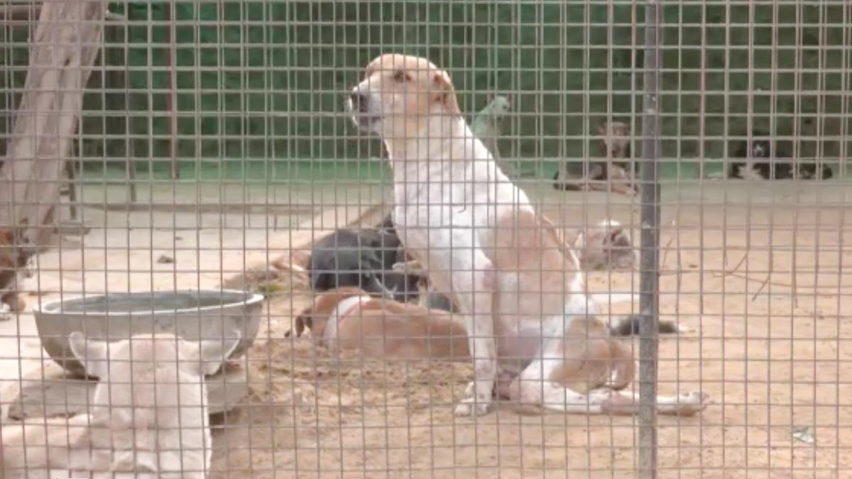 कुत्तों ने किया ब्लड डोनेट 