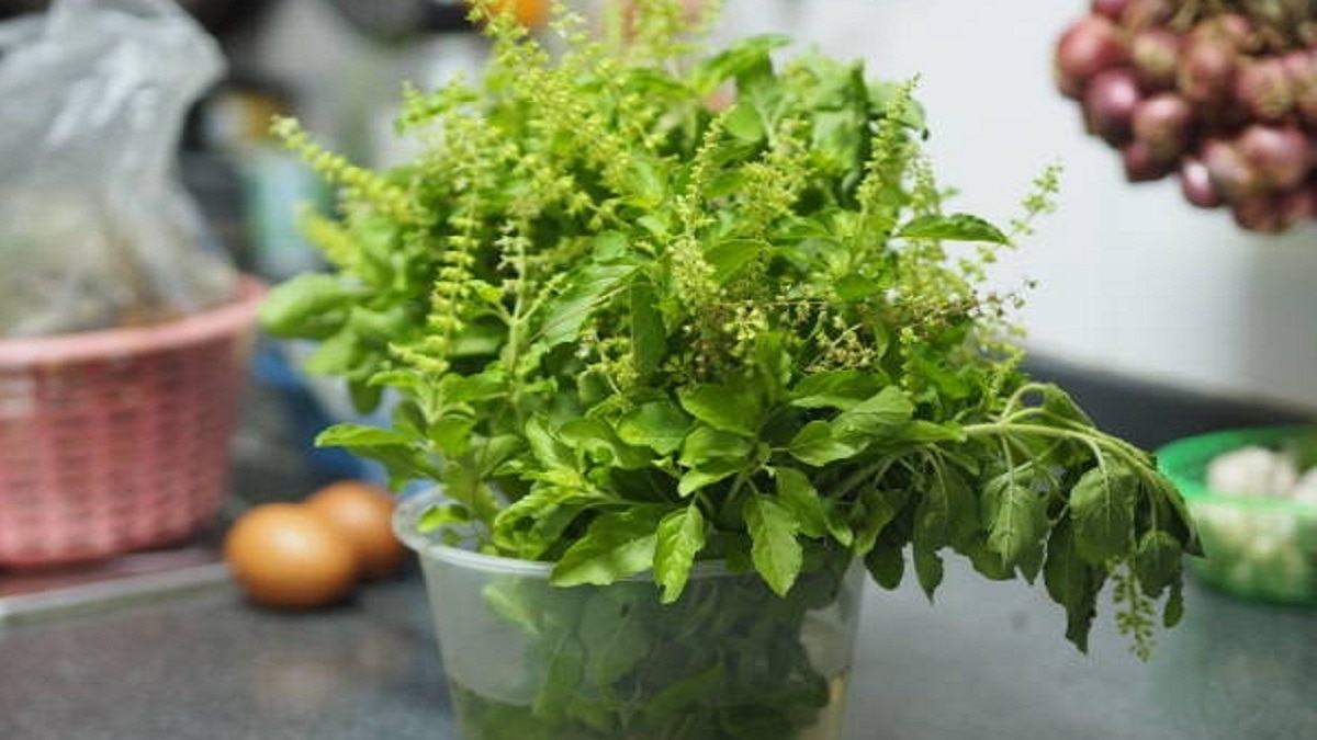 फोटो- तुलसी का पौधा