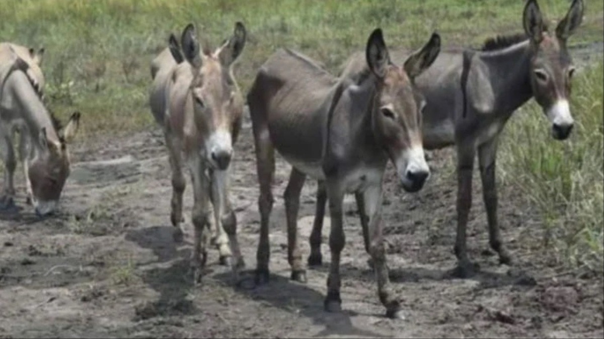 पाकिस्तान के ग्वादर में गधों का बूचड़खाना खोला गया है (Photo- AFP)