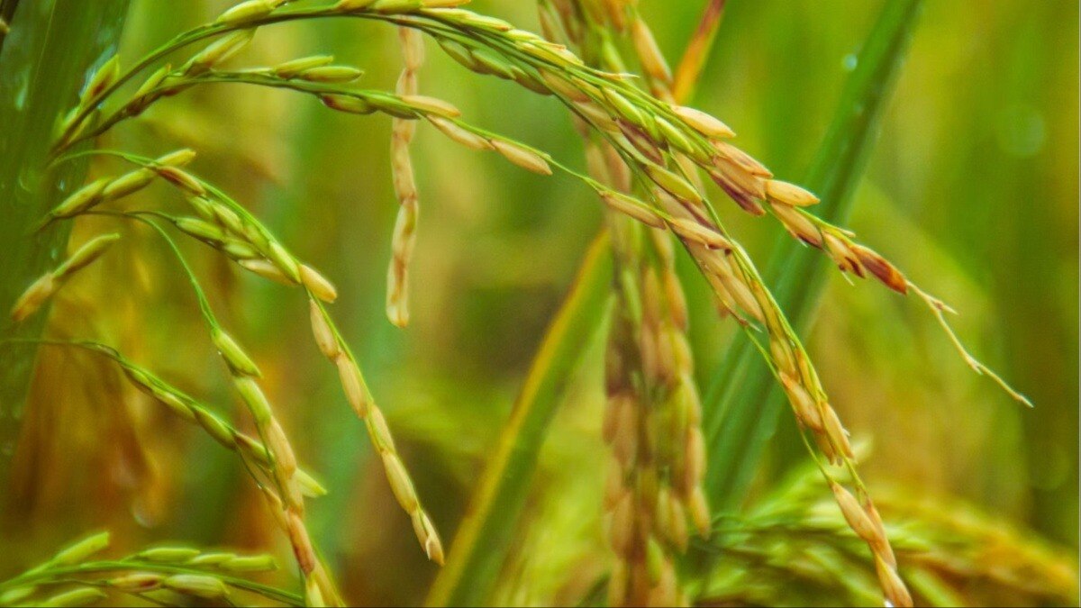 चीन ने ऐसा चावल उपजाने में सफलता हासिल की है जो हृदय रोगों से बचाएगा (Photo- Unsplash)