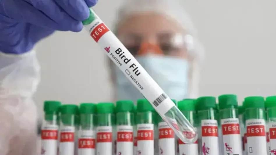Center Issue Bird Flu Alert for 9 States - चिकन खाने वाले हो जाएं सावधान! बर्ड फ्लू को लेकर केंद्र ने पंजाब समेत 9 राज्यों को किया अलर्ट - Center issued alert