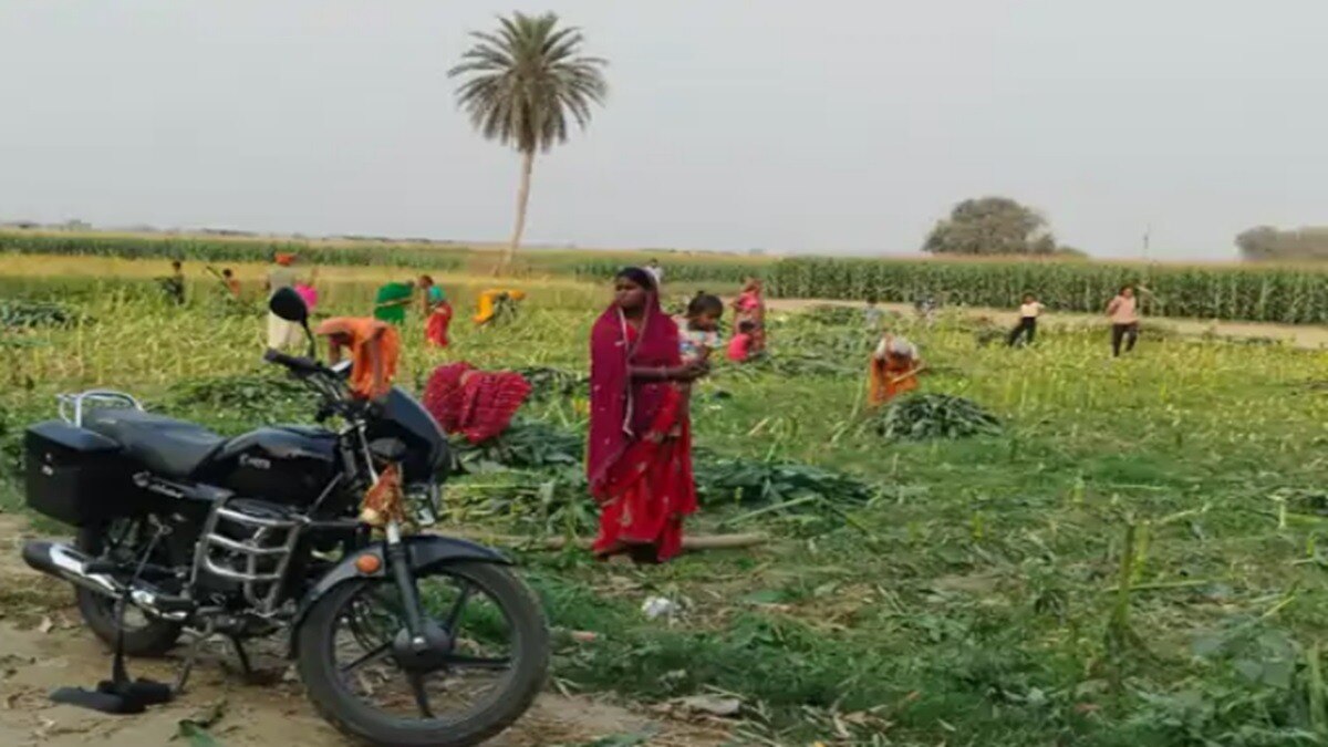 सड़क के लिए मक्के की फसल कटवा दी गई (फोटो साभार, सोशल मीडिया)