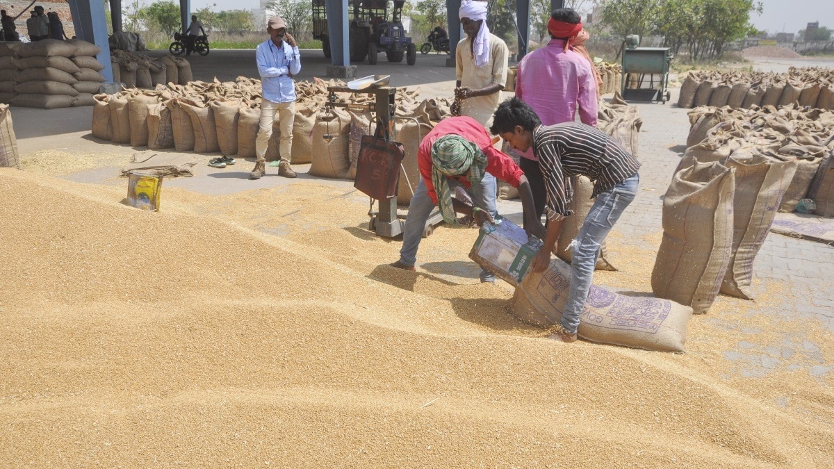MSP पर गेहूं की खरीद जारी. (फाइल फोटो)