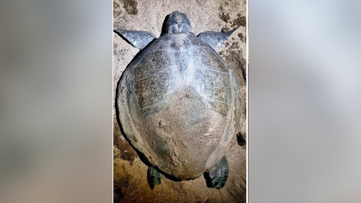 गुहागर समुद्र तट पर एक ऑलिव रिडले कछुआ दिखा