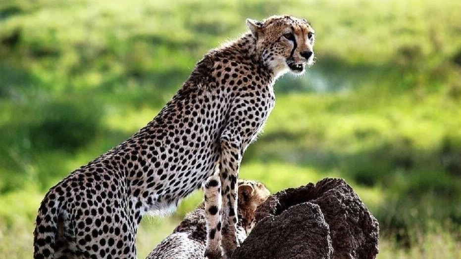 फाइल फोटो