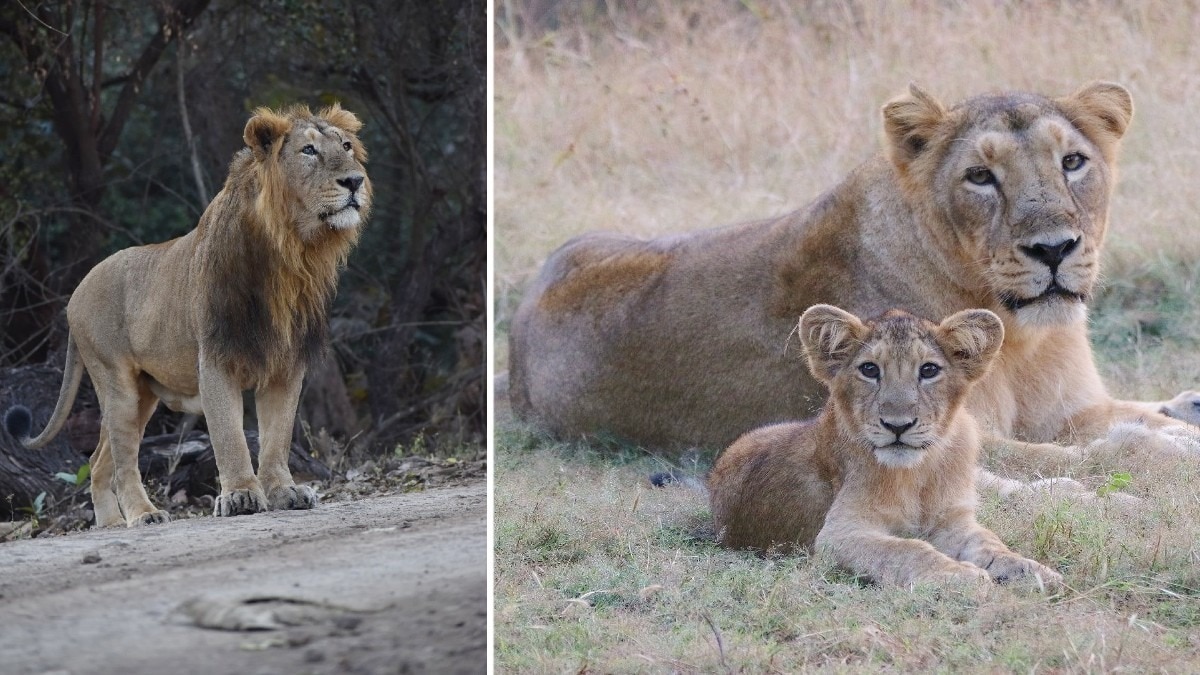 गुजरात में एशियाई शेरों की गिनती की तैयारी, हाईटेक तकनीक से लगाया जाएगा अनुमान
