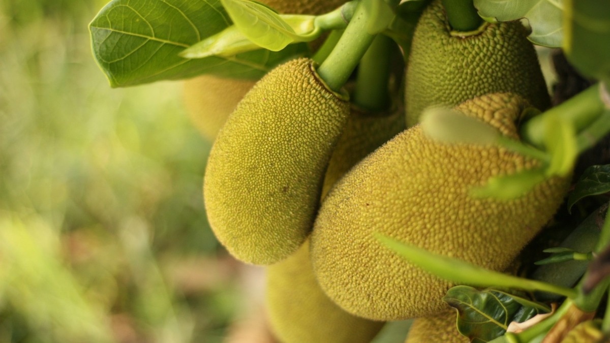 कटहल खाने से हड्डियां होती हैं मजबूत?