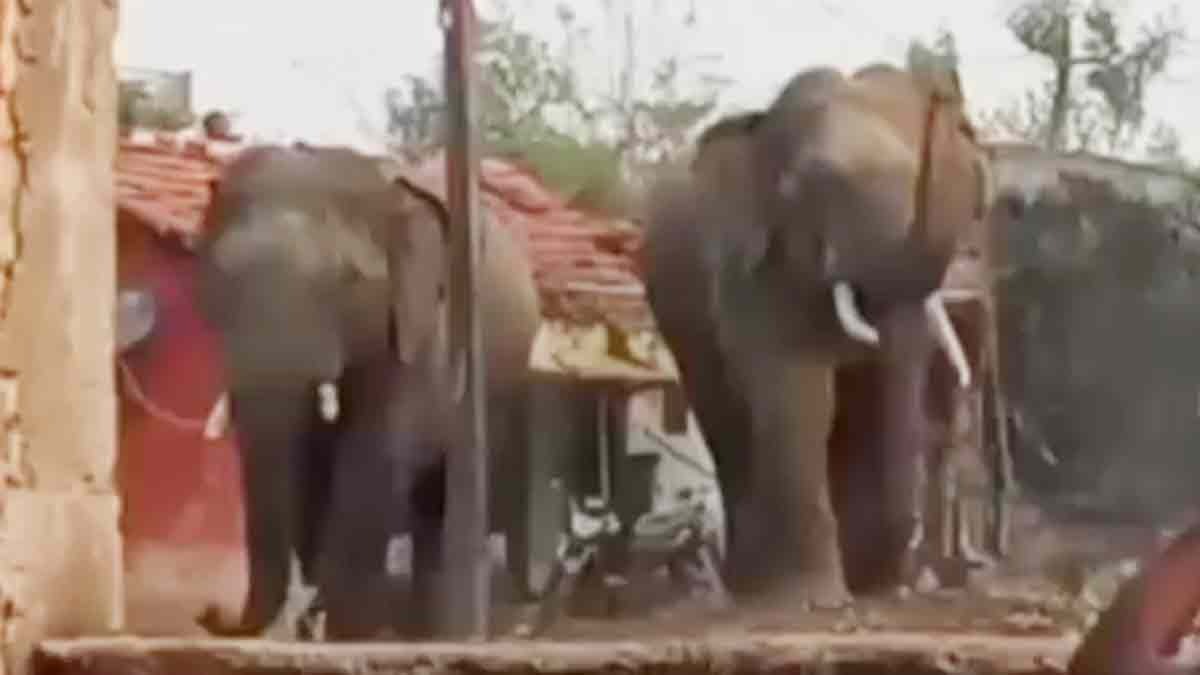 सावली क्षेत्र में जंगली हाथियों का आतंक