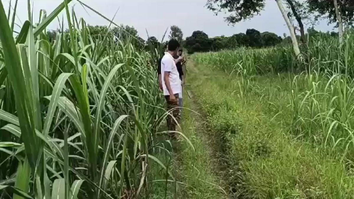 इसी एरिया में गुलदार ने कर दिया था हमला. (Screengrab)
