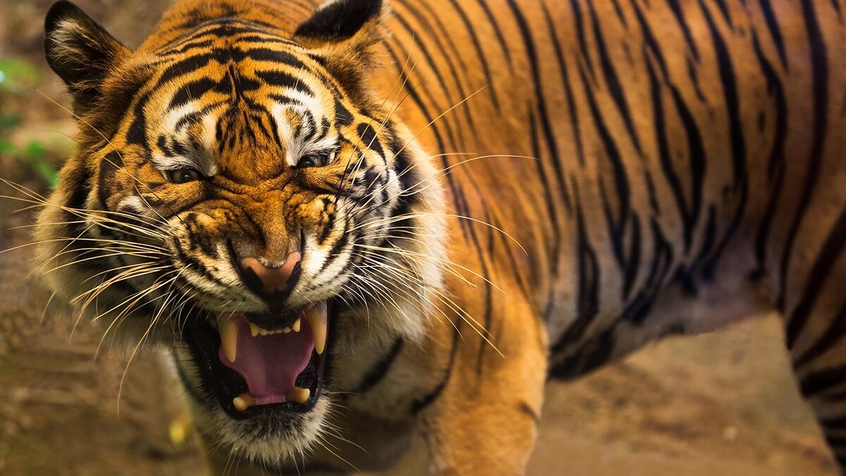 सांकेतिक तस्वीर