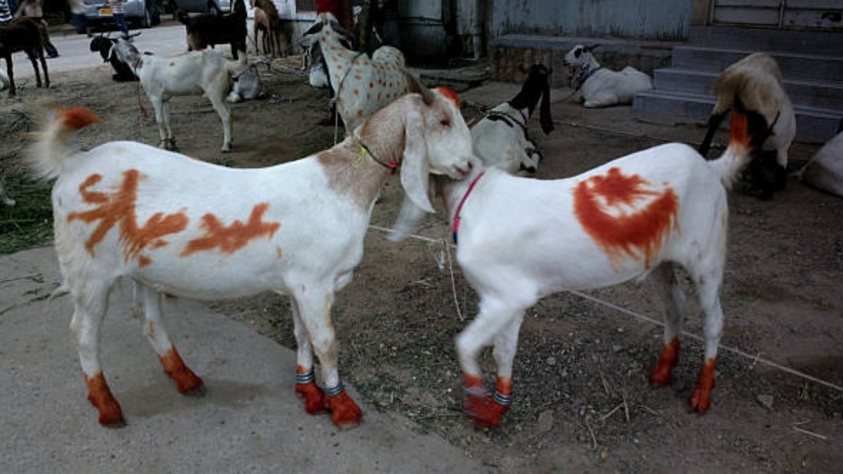 Bakrid 2025: ईद-उल-अजहा का चांद दिखा, भारत में 7 जून को मनाई जाएगी बकरीद