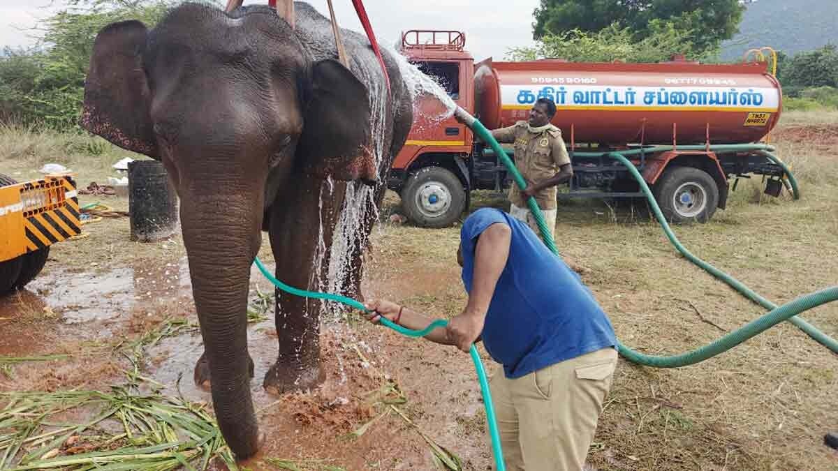 Female wild elephant under treatment dies, Vets recover fully devolved foetus during autopsy