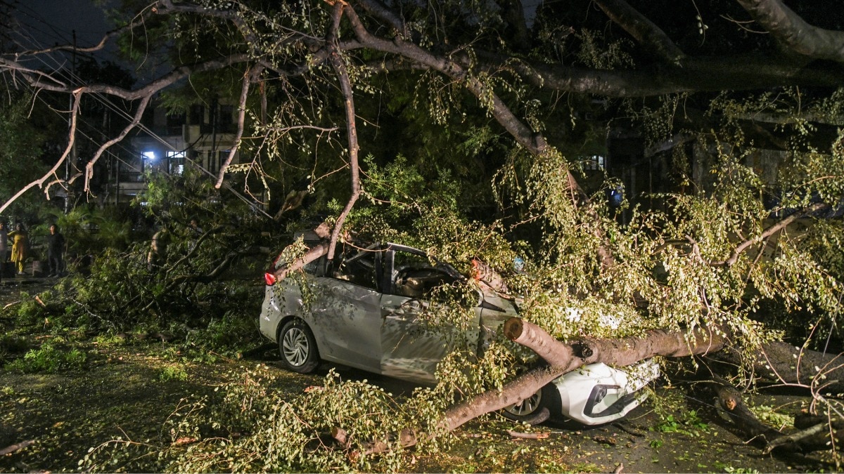 यूपी के कई जिलों में तूफान से पेड़ गिर गए