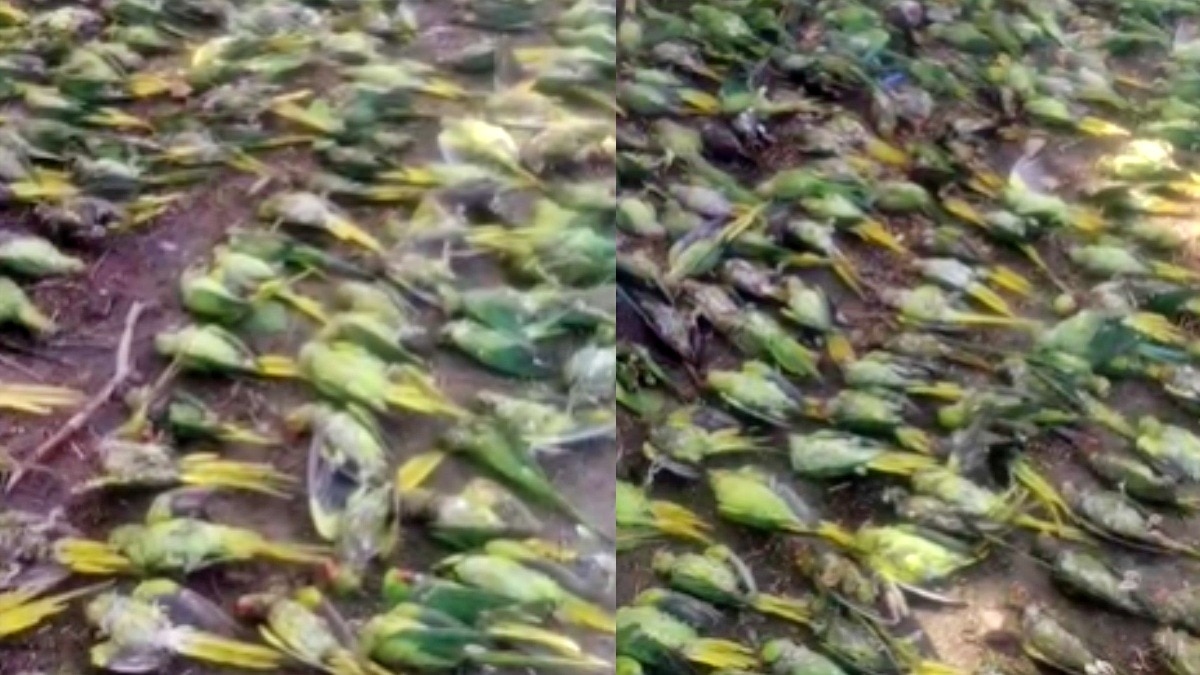 Parrots died due to storm in Jhansi