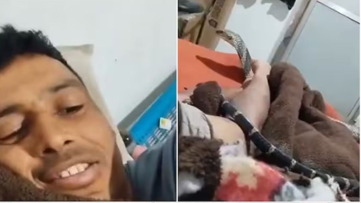king cobra slithers over man legs bed video