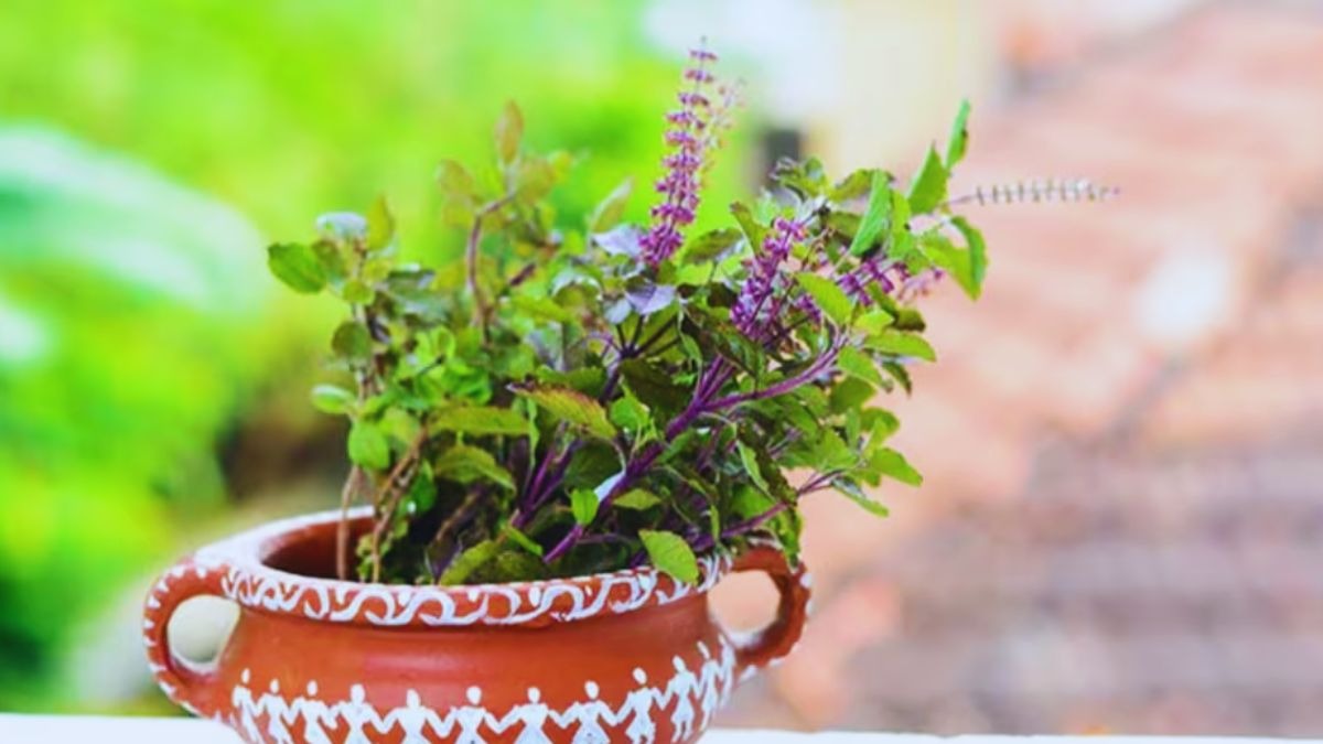 Tulsi Plant 