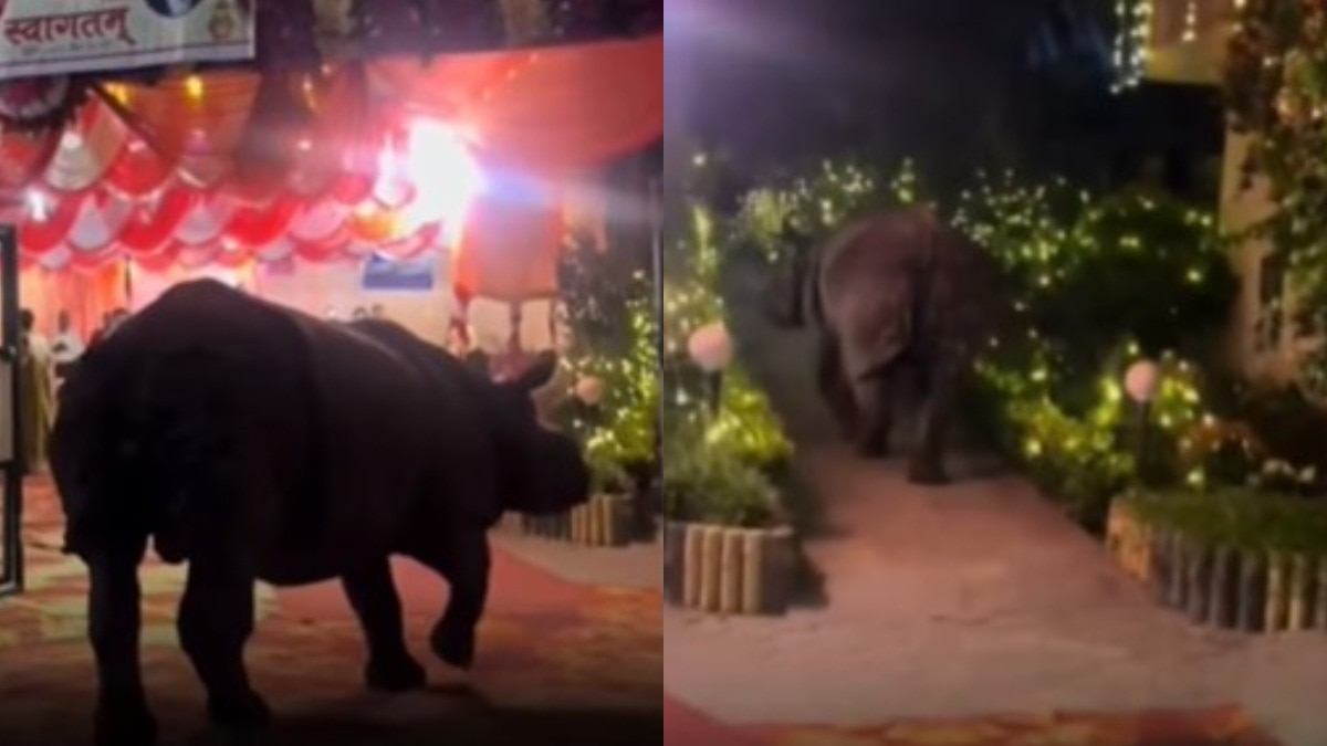 जब शादी समारोह में अचानक गैंडे ने मारी एंट्री, सोशल मीडिया पर वायरल हुआ वीडियो