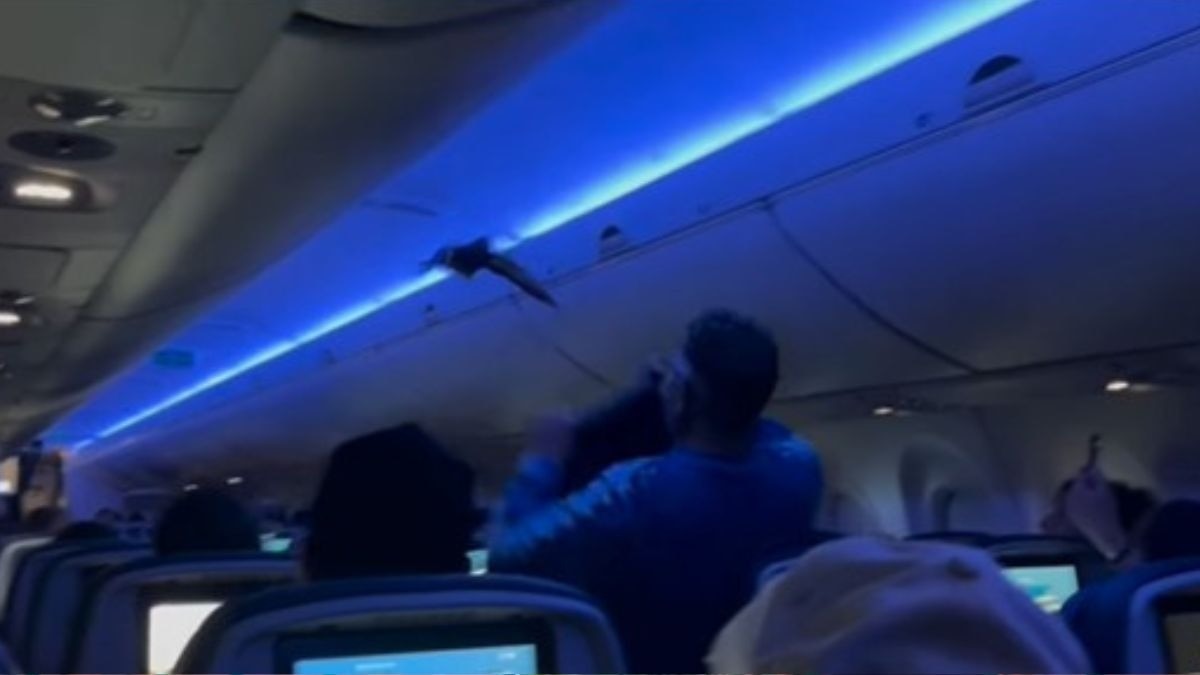जब प्लेन के अंदर घुस गया कबूतर, फ्लाइट के अंदर का नजारा हुआ वायरल, यात्री पकड़ने लगे कबूतर
