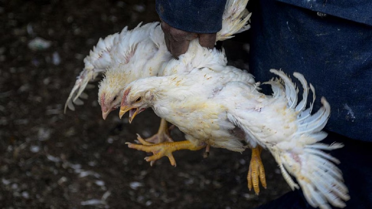 सांकेतिक तस्वीर