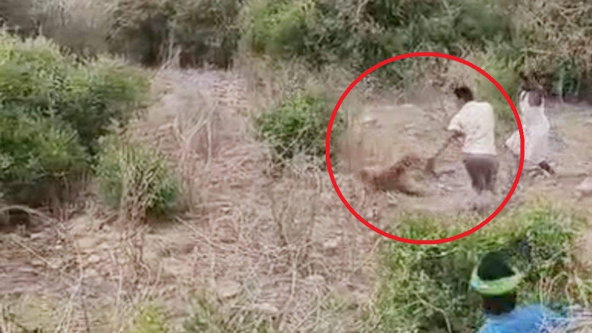 नदी पर नहाने जा रहे युवकों पर झाड़ियों में छिपे तेंदुए ने बोला हमला, सिर में पंजा मार किया जख्मी