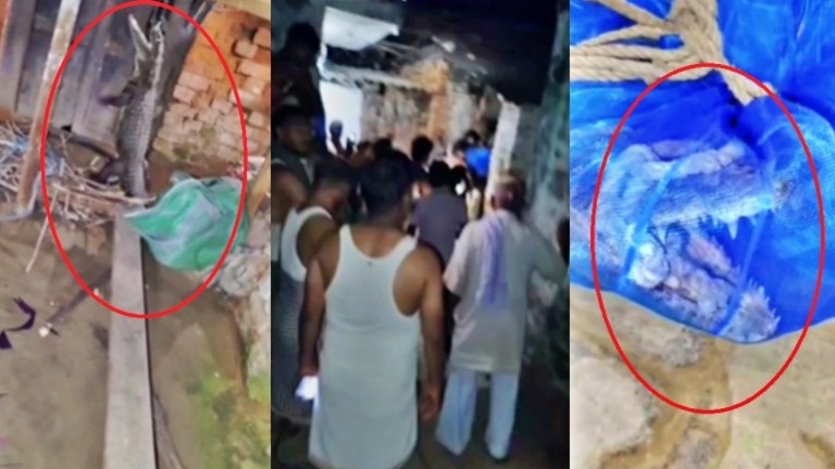 महराजगंज में मगरमच्छ का रेस्क्यू 