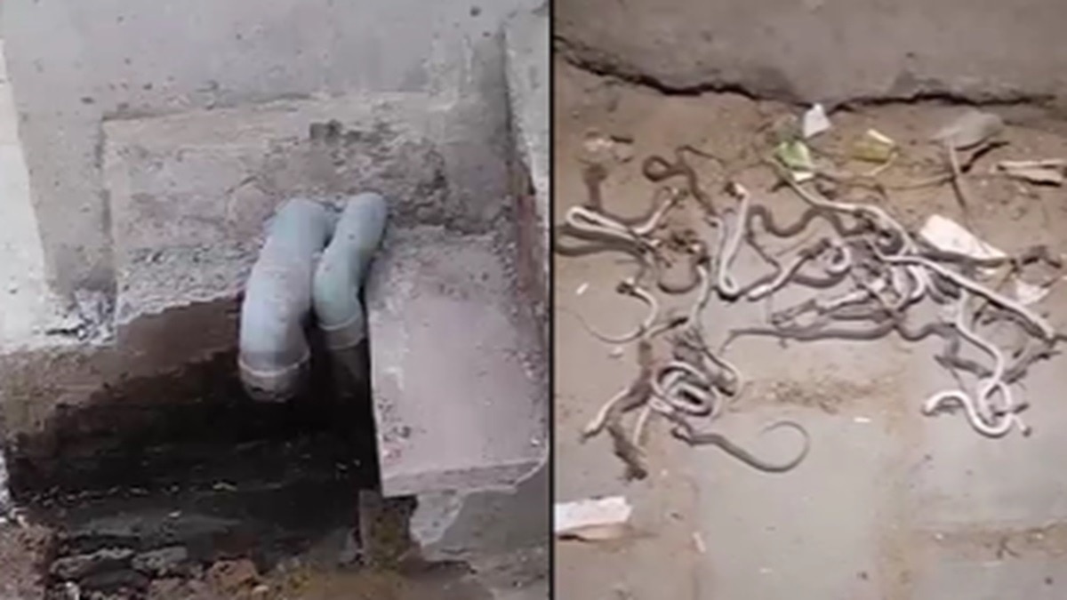 snakes found in house