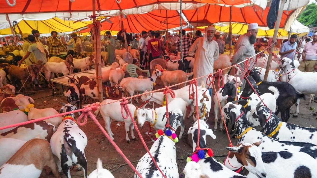 ग्रीन बकरीद और वर्चुअल बकरीद... पशुओं की कुर्बानी पर चर्चाओं के बीच मौलाना रशीद फिरंगी महली ने बताया कैसे मनाएं बकरीद