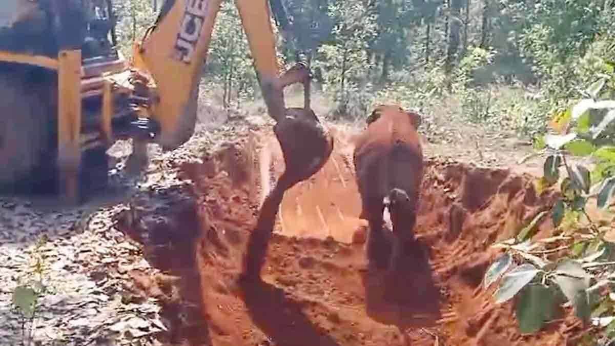 Raigarh: Elephant calf thanked the JCB driver in his own way