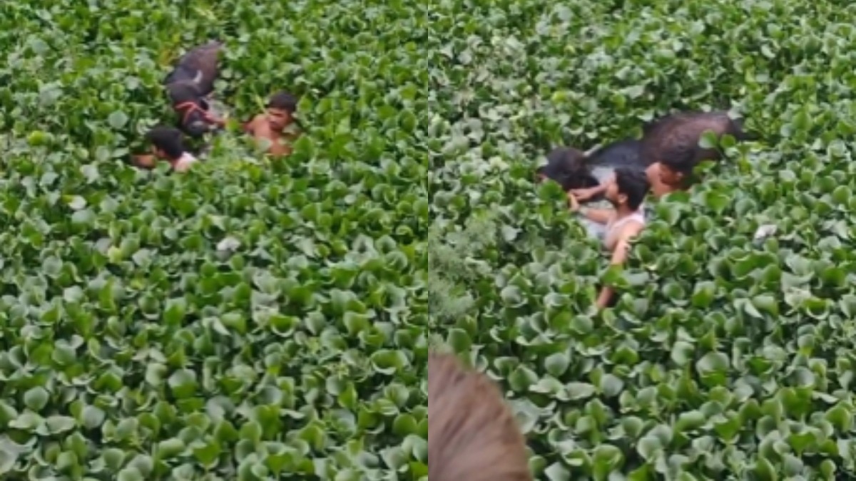 वीडियो वायरल.