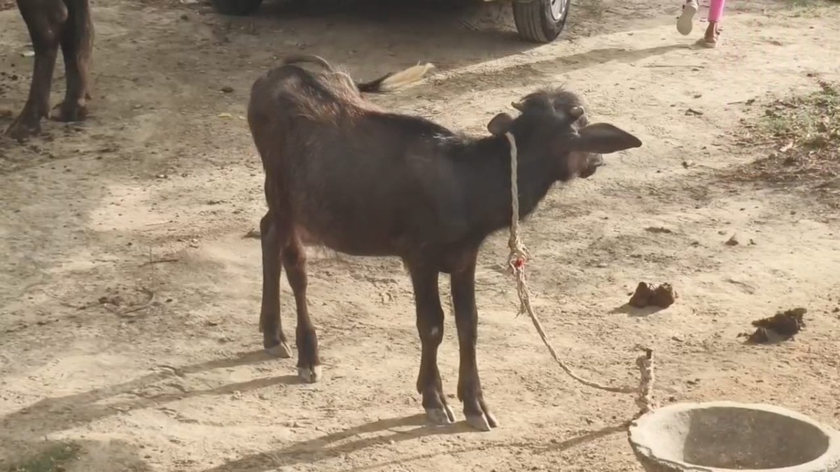भैंस के छह माह का बच्चा.