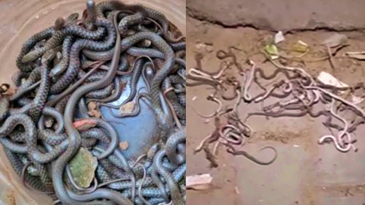 Dozens of snakes came out from house of Meerut resident Mahfooz Saifi