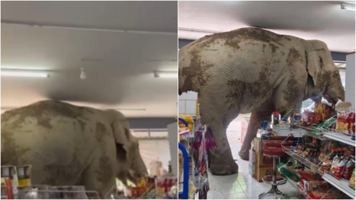 Video: हाथी को लगी भूख...जंगल से सीधे पहुंच गया दुकान, फिर जमकर उड़ाई दावत