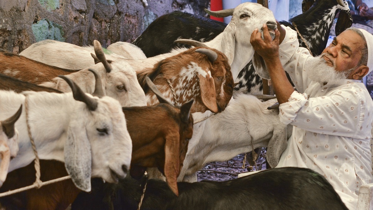 ईद-उल-अजहा से पहले बाजार में बकरों की बिक्री.