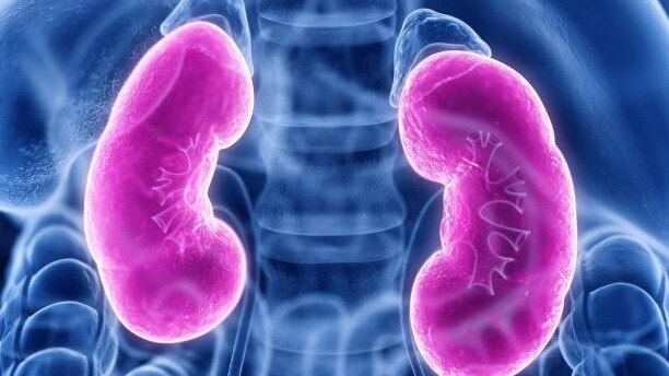 Foods for healthy kidneys